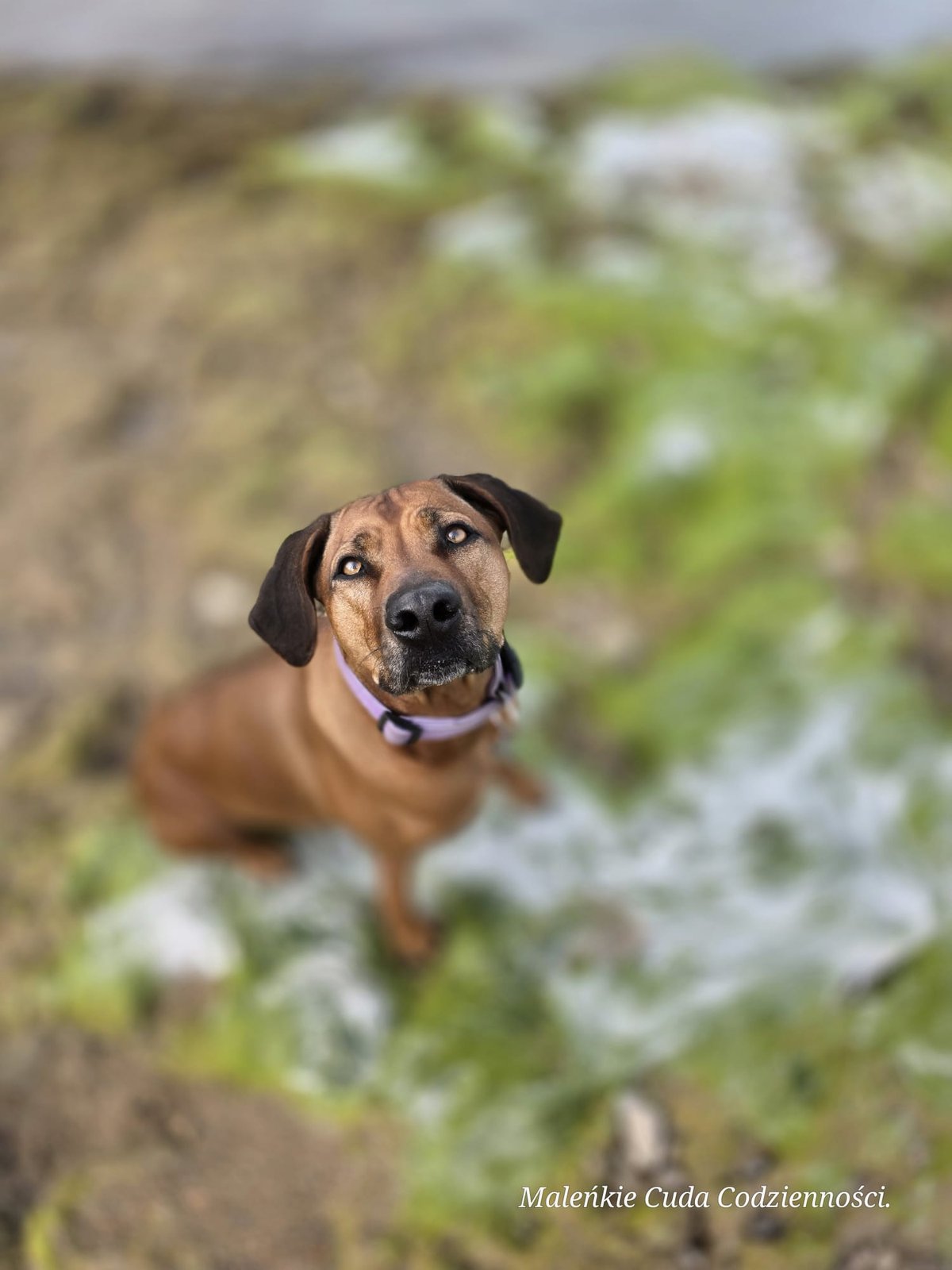 Megi — psia terapeutka Leśnego 22, Rhodesian Ridgeback