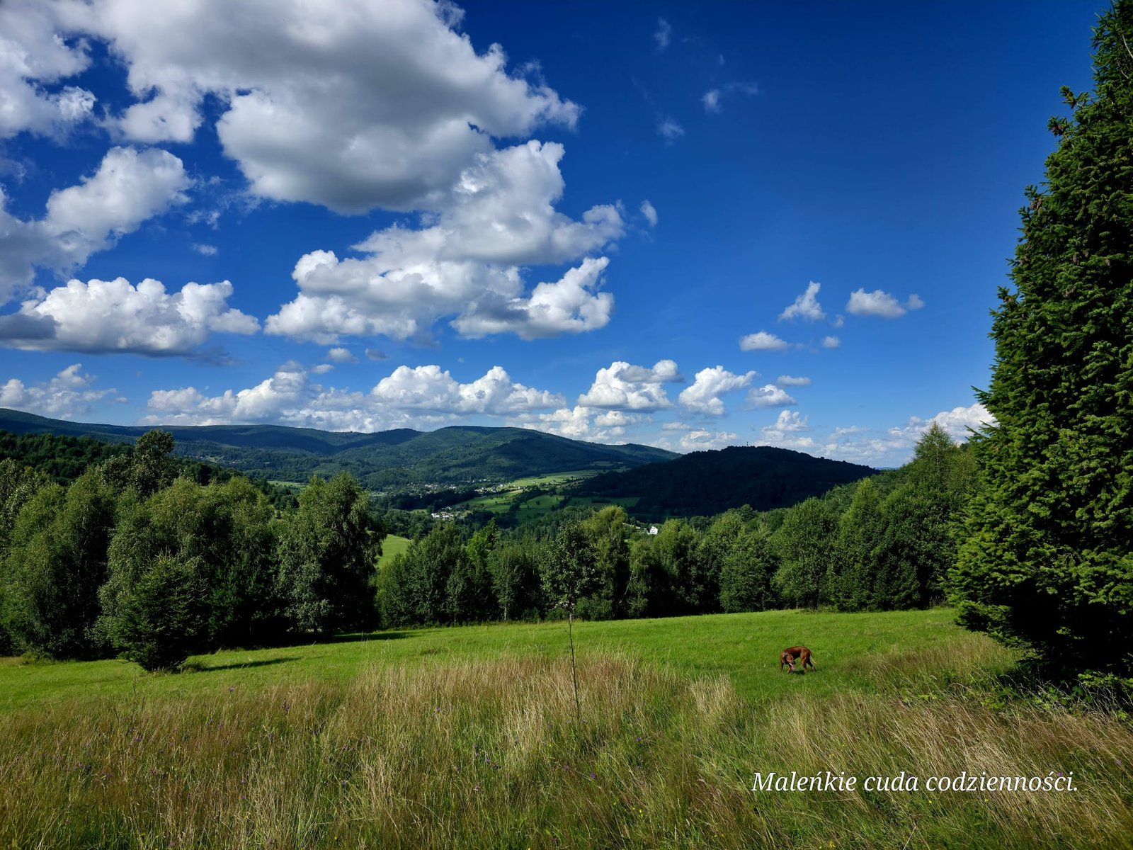Las w Leśnym 22 — Milówka, Beskid Żywiecki